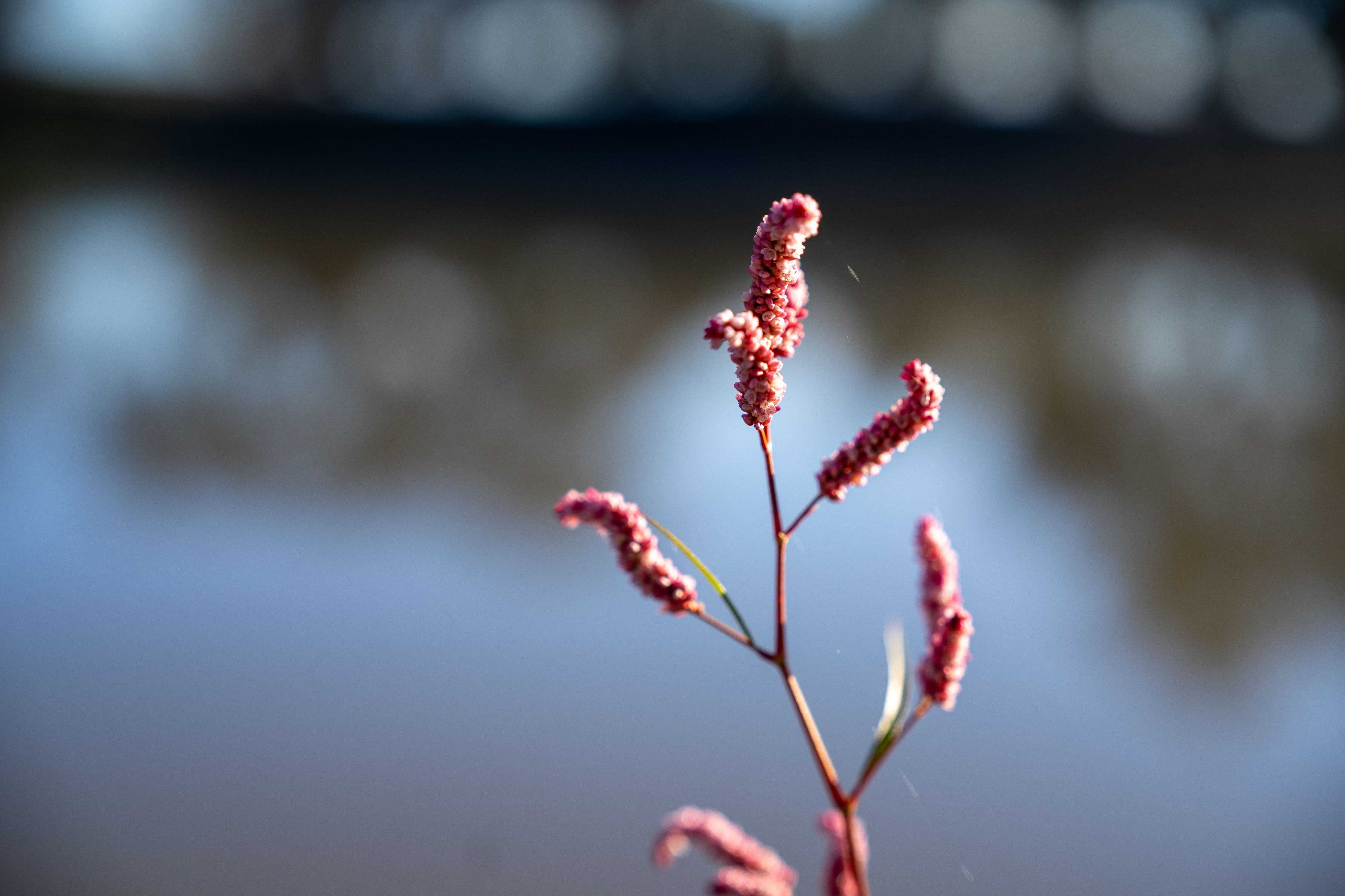 Early Morning Light at the Swamp - Slender Knotweed