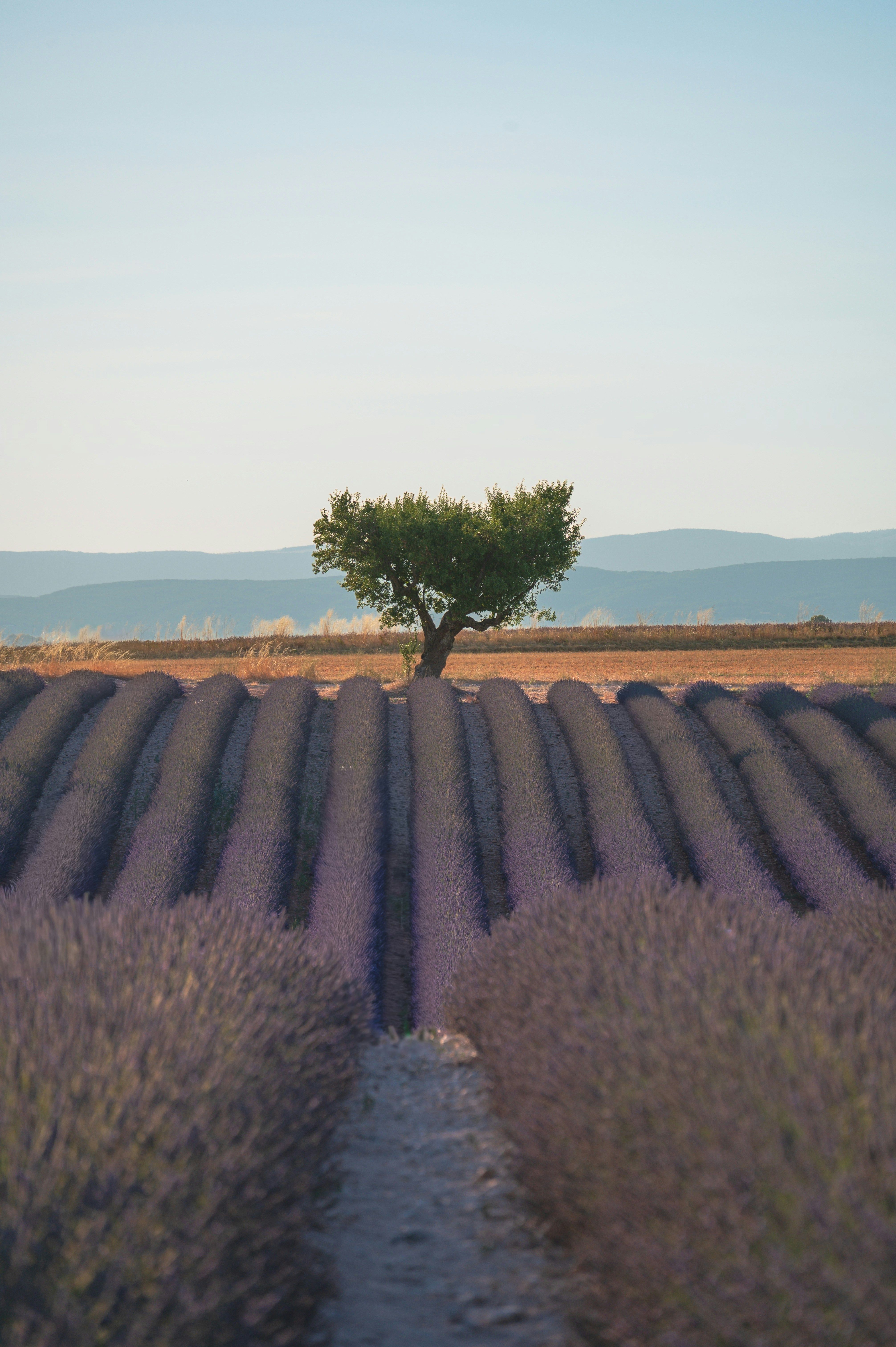 Single Tree
