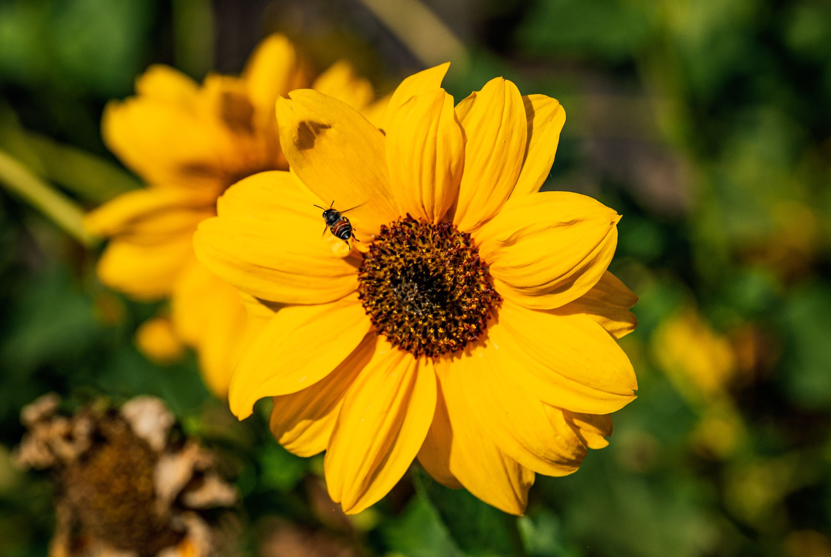 Sun Flower